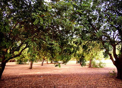 La pineta del Parco di Santa Maria